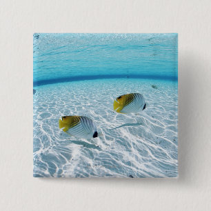 Chapa Cuadrada Pescados en el mar 2