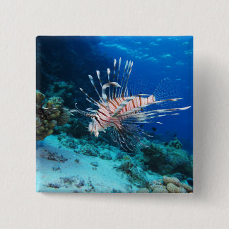 Chapa Cuadrada Pez León o Pterois Miles, Pez del Arrecife Oceánic