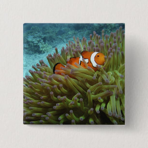 Chapa Cuadrada Pez payaso occidental ( Amphiprion ocellaris )