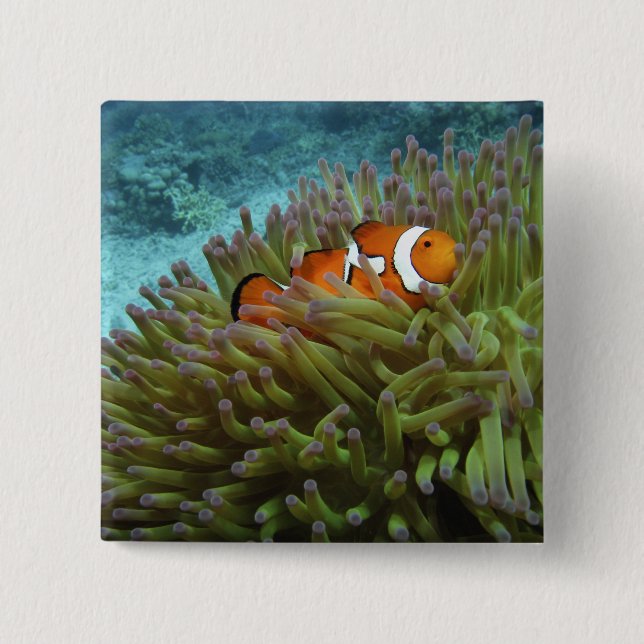 Chapa Cuadrada Pez payaso occidental ( Amphiprion ocellaris ) (Anverso)