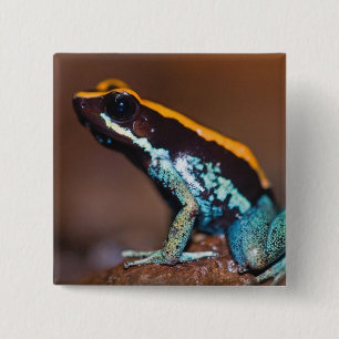 Chapa Cuadrada Phyllobates vittatus, una rana venenosa