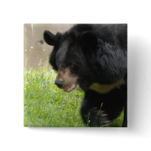 Pin asiático del oso negro