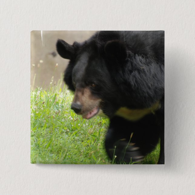 Chapa Cuadrada Pin asiático del oso negro (Anverso)