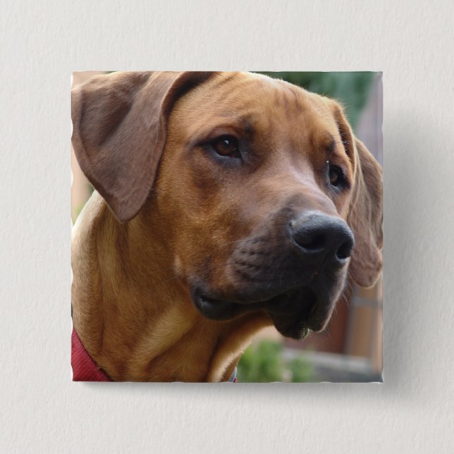 Chapa Cuadrada Pin cuadrado de Rhodesian Ridgeback (Anverso)
