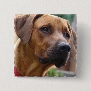 Chapa Cuadrada Pin cuadrado de Rhodesian Ridgeback