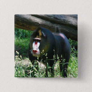 Chapa Cuadrada Pin de Mandrill