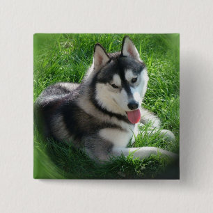 Chapa Cuadrada Pin del cuadrado del perro del husky siberiano