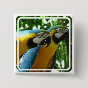 Chapa Cuadrada Pin del Macaw del azul y del oro