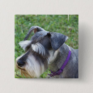 Chapa Cuadrada Pin del Schnauzer