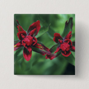 Chapa Cuadrada Pincel indio, Banff NP, Alberta, Canadá 2