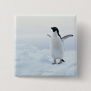 Chapa Cuadrada Pingüino de Adelie, la Antártida