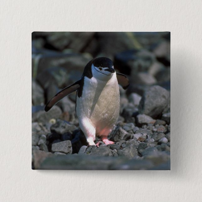 Chapa Cuadrada Pingüino de Chinstrap (Anverso)