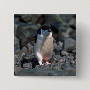 Chapa Cuadrada Pingüino de Chinstrap