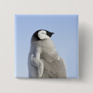 Chapa Cuadrada Pingüino de emperador del bebé, isla de la colin