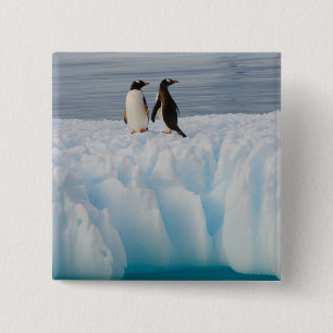 Chapa Cuadrada pingüino de gentoo, Pygoscelis Papua, en hielo gla