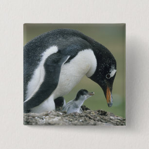 Chapa Cuadrada Pingüino de Gentoo, (Pygoscelis papua), Islas Malv
