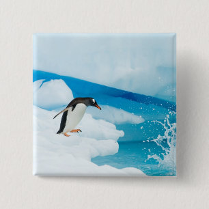 Chapa Cuadrada pingüino de gentoo, Pygoscelis Papua, saltando