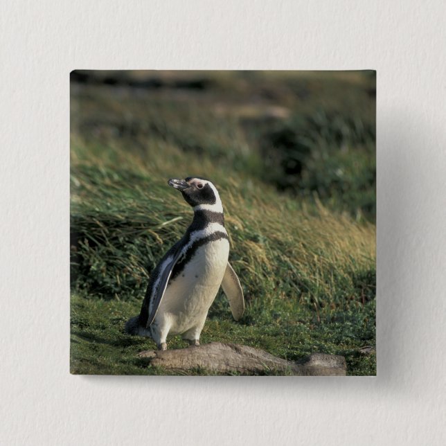 Chapa Cuadrada Pingüino de Magallanes (Spheniscus magellanicus), (Anverso)