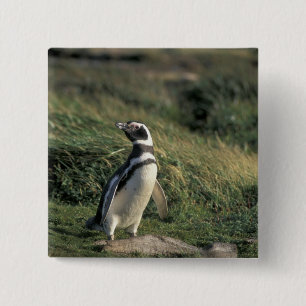 Chapa Cuadrada Pingüino magelánico (Sfeniscus magellanicus),