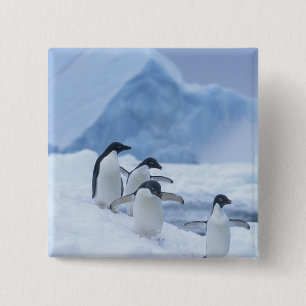 Chapa Cuadrada Pingüinos Adelia (Pygoscelis adeliae) en hielo,