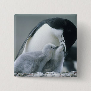 Chapa Cuadrada Pingüinos Chinstrap, Pygoscelis antártica),
