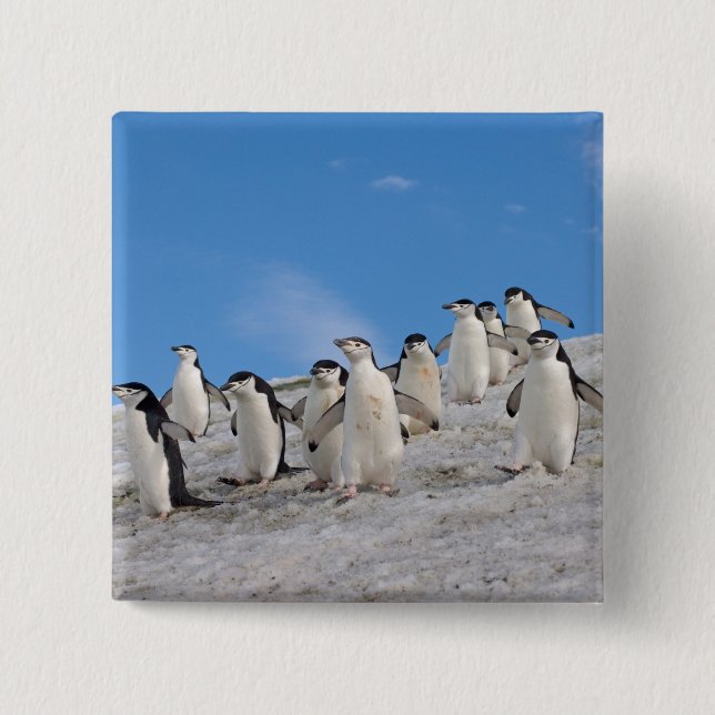 Chapa Cuadrada Pingüinos de Barbilla | Pygoscelis Antarctica (Anverso)