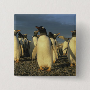 Chapa Cuadrada Pingüinos de Gentoo, (Pygoscelis papua), Falkland