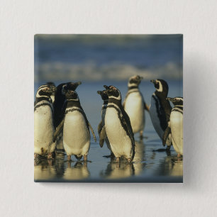 Chapa Cuadrada Pingüinos de Magallanes, Spheniscus