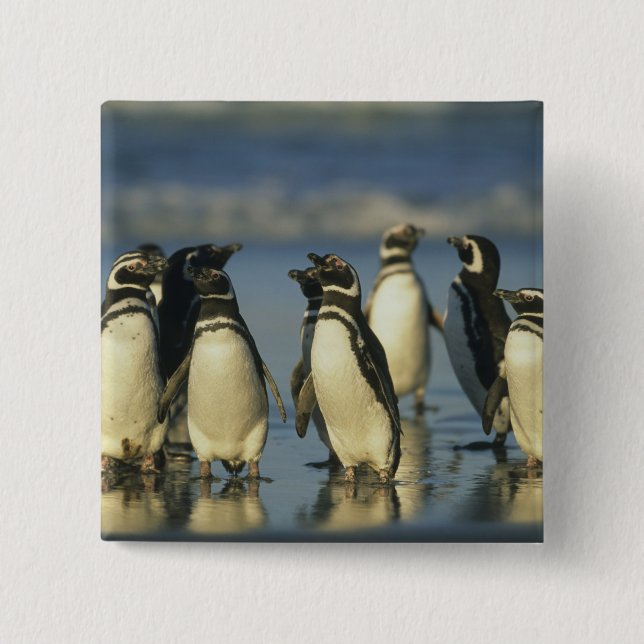 Chapa Cuadrada Pingüinos de Magallanes, Spheniscus (Anverso)