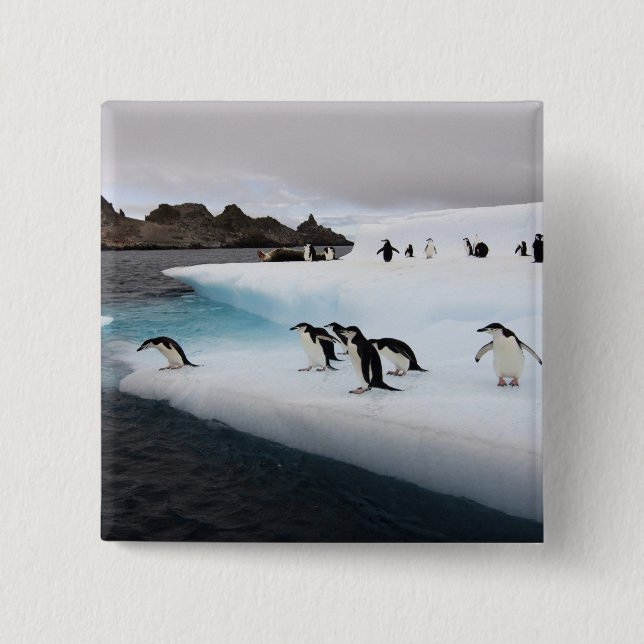 Chapa Cuadrada Pingüinos de penacho amarillo (Anverso)