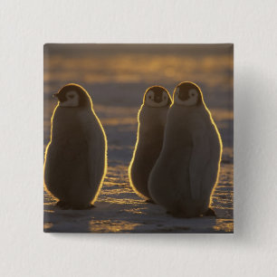 Chapa Cuadrada Pingüinos Emperadores