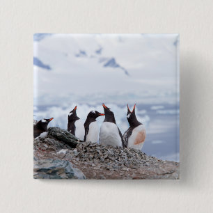 Chapa Cuadrada Pingüinos en la Antártida