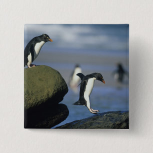Chapa Cuadrada Pingüinos saltarrocas, Eudyptes chrysocome),