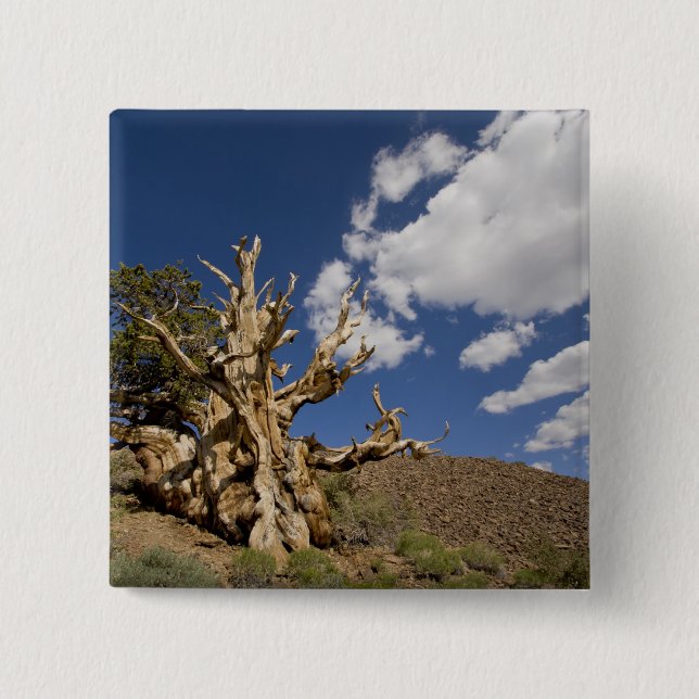 Chapa Cuadrada Pino bristlecone en el bosque antiguo de Bristleco (Anverso)