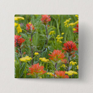 Chapa Cuadrada Pintura india y flores silvestres de biscuitroot