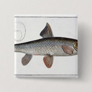 Chapa Cuadrada Placa XVIII de la barbilla (Cyprinus Barbus) de