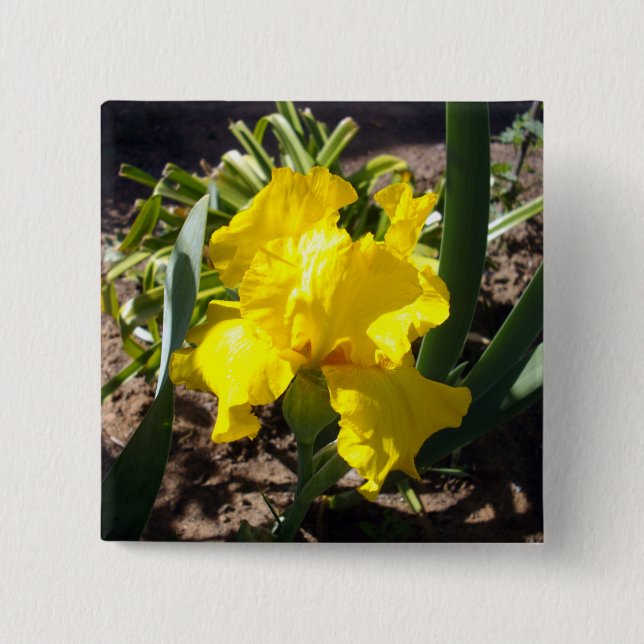 Chapa Cuadrada Planta de iris en floración amarilla, (Anverso)
