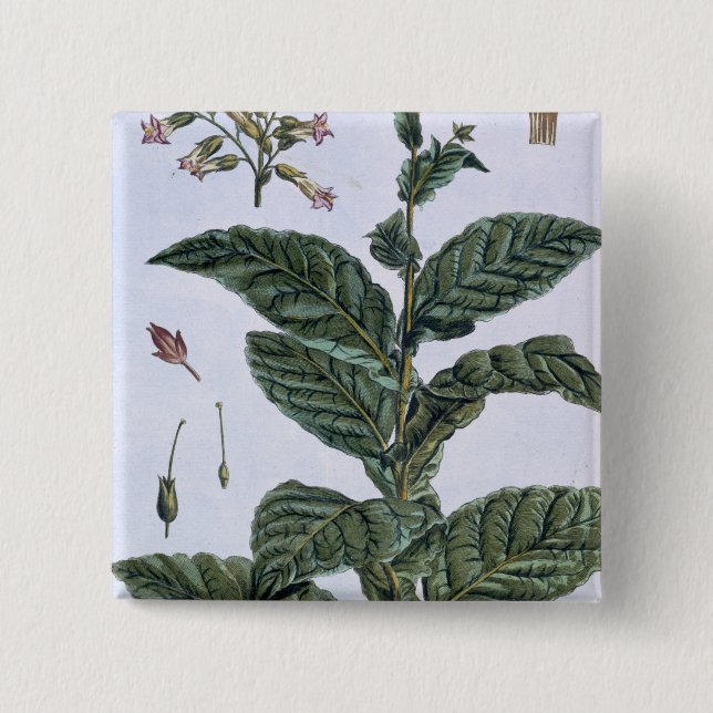 Chapa Cuadrada Planta de tabaco, placa 7, de la 'colección (Anverso)