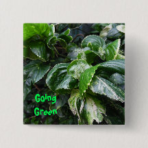 Plantas de casas verdes