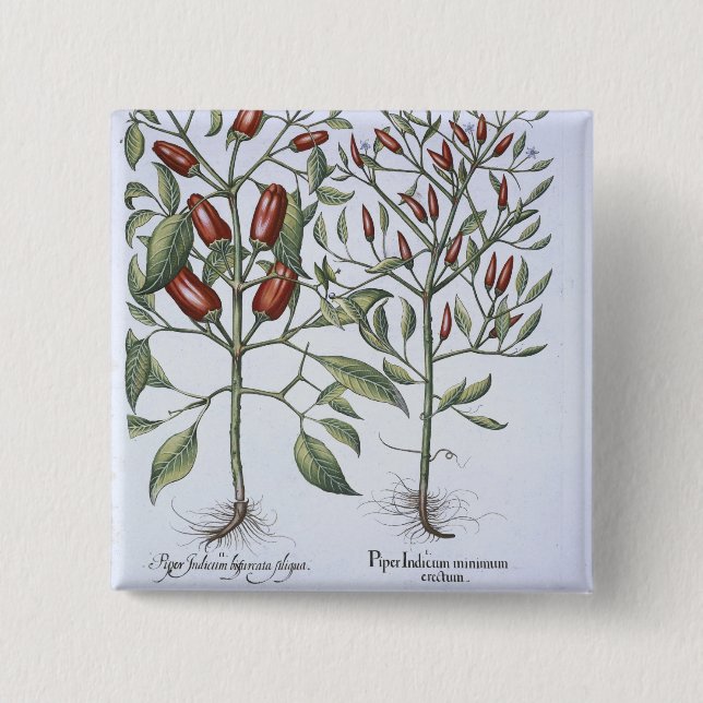 Chapa Cuadrada Plantas de la pimienta de chiles, del 'Hortus (Anverso)