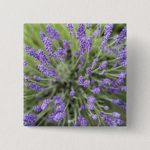 Chapa Cuadrada Plantas de lavanda
