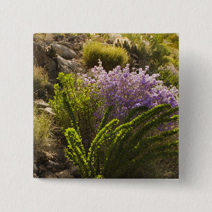 Chapa Cuadrada plantas del desierto de Chihuahuan en flor