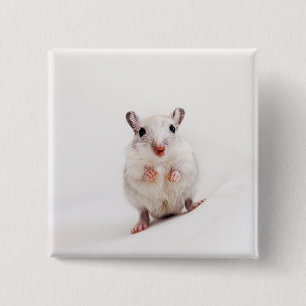 Chapa Cuadrada Plantilla linda animal de los Gerbils del mascota