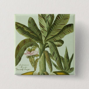 Chapa Cuadrada Plátano, de Phytanthoza Iconographi de J. Weinman