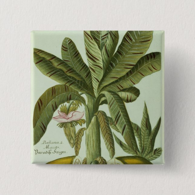Chapa Cuadrada Plátano, de Phytanthoza Iconographi de J. Weinmann (Anverso)