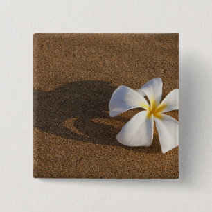 Chapa Cuadrada Plumeria en playa de arena, Maui, Hawái, EE. UU.