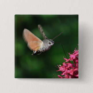 Chapa Cuadrada Polilla de colibrí que asoma