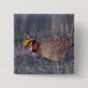Chapa Cuadrada Pollito de pradera menor, Tympanuchus