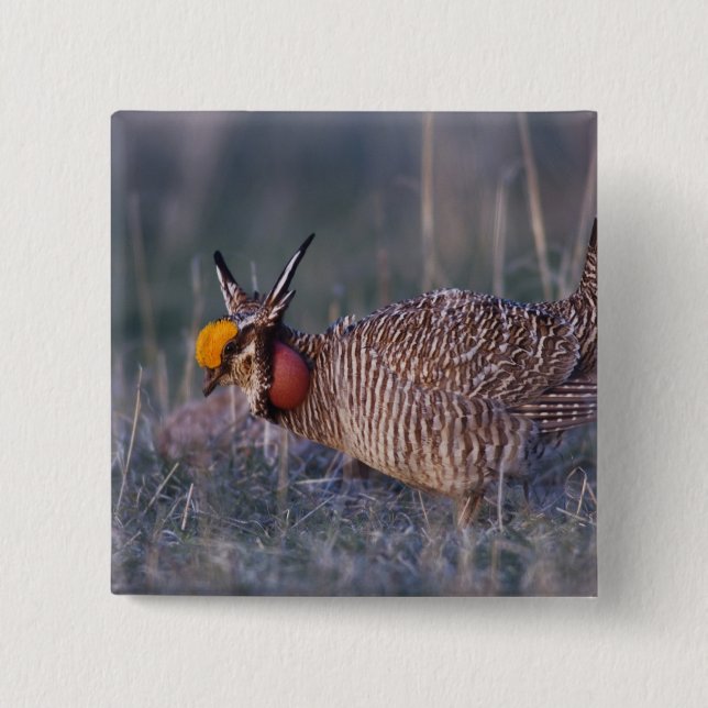 Chapa Cuadrada Pollito de pradera menor, Tympanuchus (Anverso)
