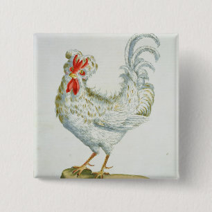 Chapa Cuadrada Pollo Rizado-Haired, c.1767-76 (en coloreado mano